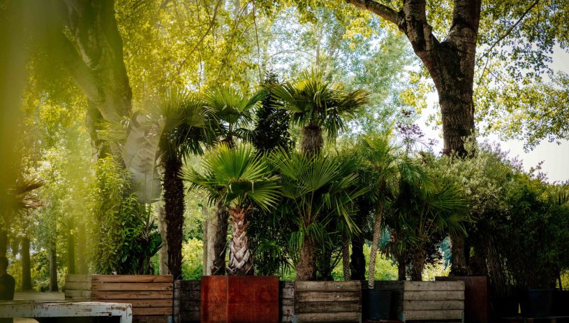 HQ_PALMCITY-024 (overview shot trailer)